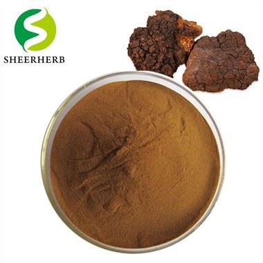 Chaga sveppaþykkni